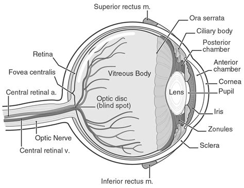 Eye Anatomy Worksheets