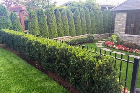 List Of Privacy Bushes For Small Yards For Small Space | Home ...