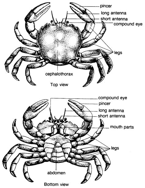 External anatomy of a crab | Oceanography marine biology, Fish anatomy ...