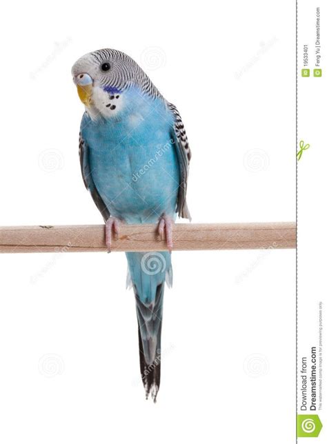 53 best images about Bird - Budgie Parrot on Pinterest | Flashcard ...