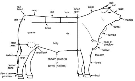 Parts of the Beef Animal