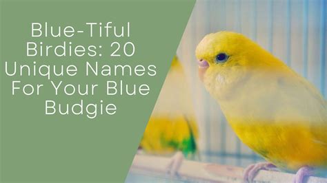 Blue-Tiful Birdies: 20 Unique Names For Your Blue Budgie