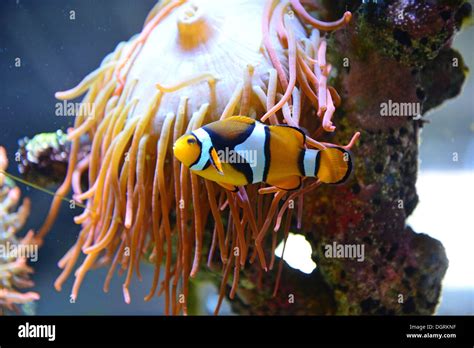 Clownfish (Anemonefish) in sea anemone, Blue Reef Aquarium, Towan Beach ...