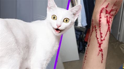 Cat Owner Shows The Aftermath Of An Accidental Attack On His Arm And It ...