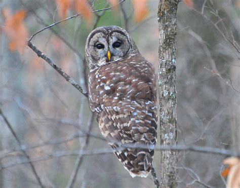 Barred Owl, Nature Photography, Birds, Owls, Huntsville Alabama, Ducks ...