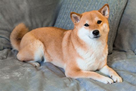 The Shiba Inu Lifespan: How Long Do Shiba Inu Dogs Live?