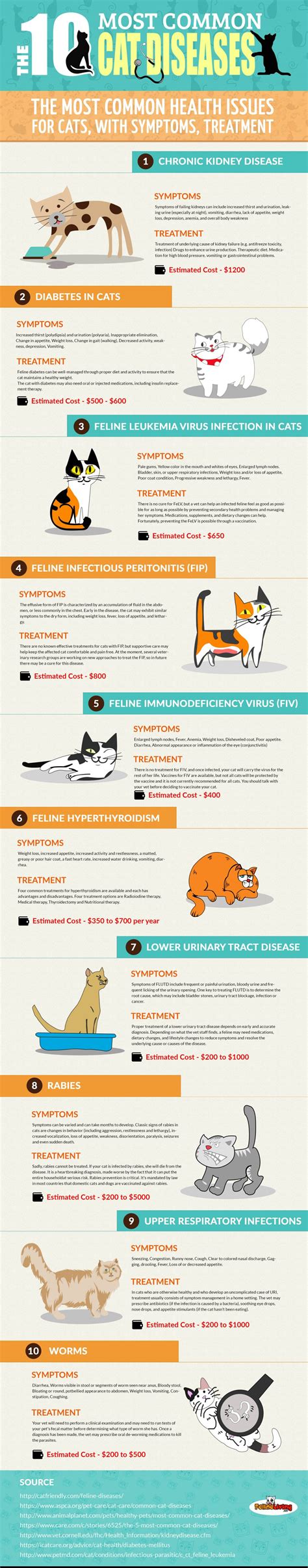 The 10 Most Common Cat Diseases (+ Infographic) - The Mummy Toolbox