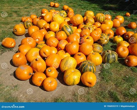 Pumpkins. Orange Pumpkin Bunch. Decoration for Pumpkin Festival in ...