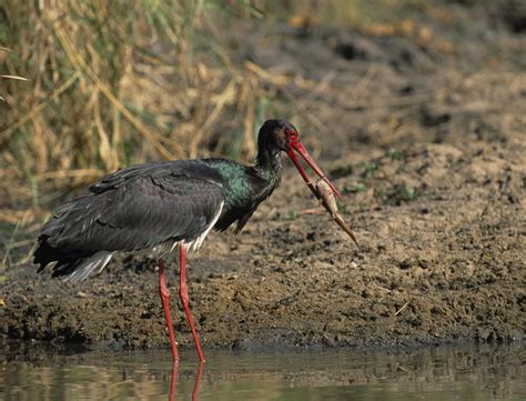 Black Stork - Birds - South Africa