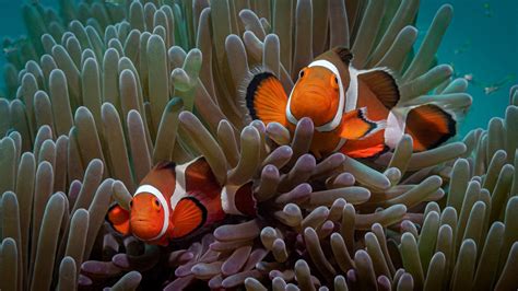 Colorful Clownfish Fishes Underwater Near Coral Reef HD Clownfish ...