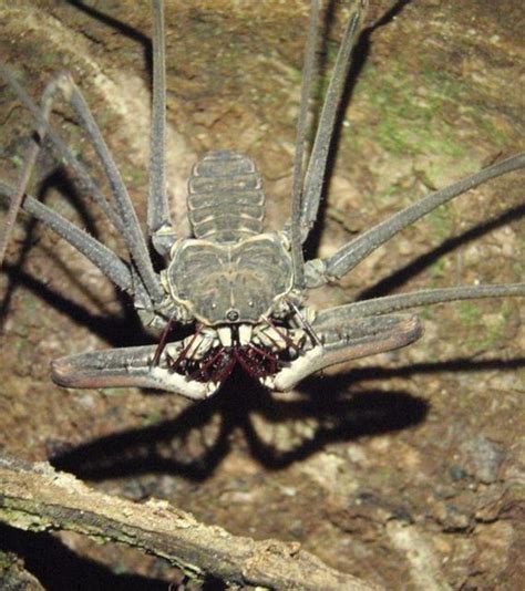 Amblypygi - Barnorama