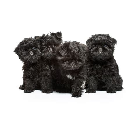 Affenpinscher Puppy Photos - Puptrait | Studio Pet + Portrait Photographer