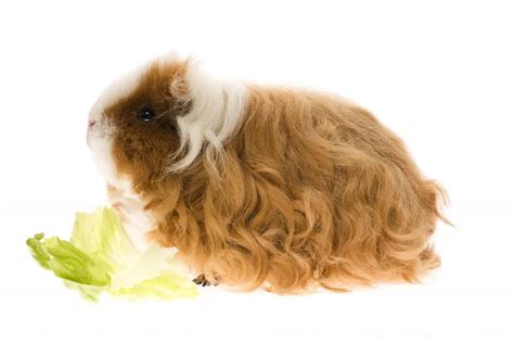 Texel Guinea Pigs - A Complete Guide