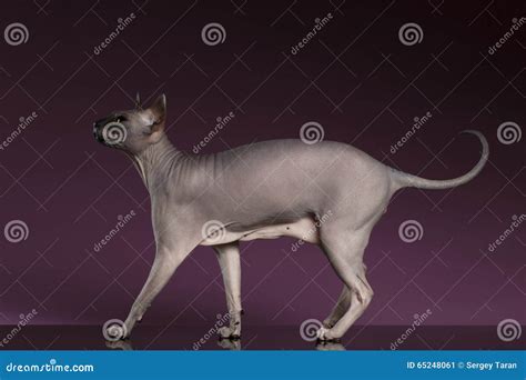 Sphynx Cat Funny Walks on Purple Stock Image - Image of playful ...