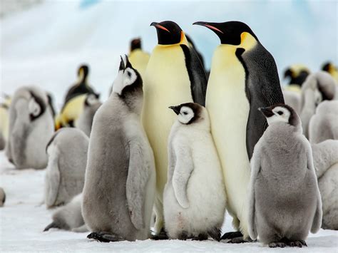 Emperor Penguin Pictures