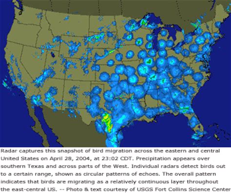 Tracking Migrating Birds | BirdNote