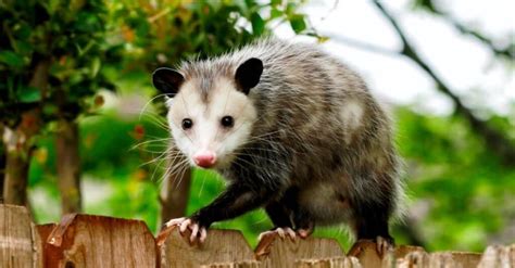 Interesting Opossum Facts - W3schools - W3schools