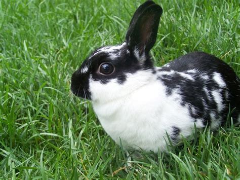 5 Popular Pet Rabbit Breeds for Families - Petland Texas