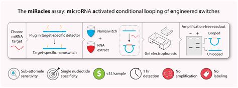 MicroRNA detection workshop — Halvorsen Lab