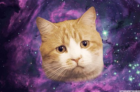 cat in space gifs Page 3 | WiffleGif