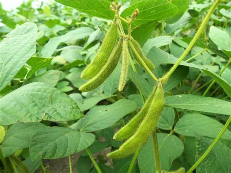 Soybean Farming in USA: How to Start, Production by State, Cultivation ...