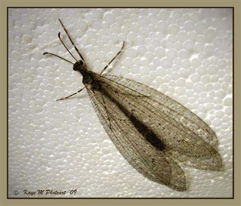 Kaye M Photoart: Insects with "intricate" wings