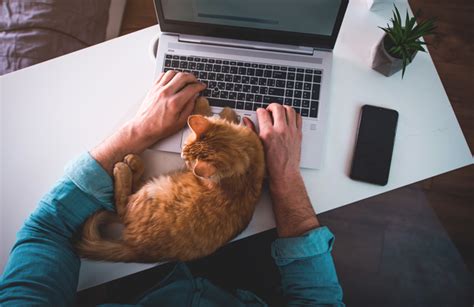 How to Work From Home With Pets - American Association of Business ...