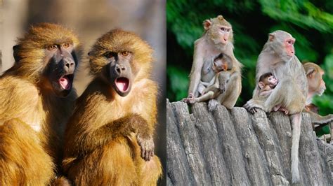 10 Facts About Monkeys - Online Field Guide