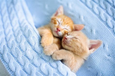 12 of the Best Cat Hug Videos of All Time - Great Pet Living