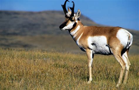 Pronghorn | Los Padres ForestWatch