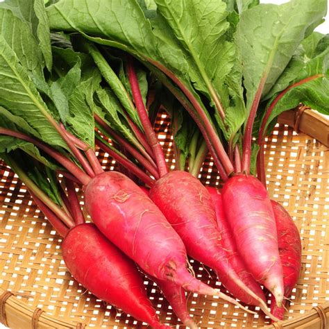 Radish- China Rose seeds | The Seed Collection