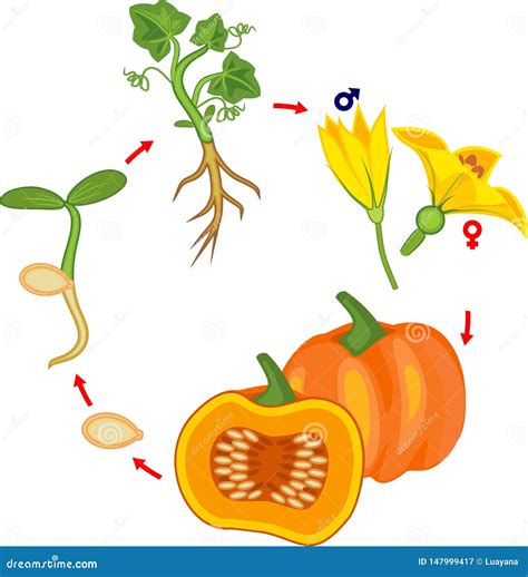 Life Cycle of Pumpkin Plant. Growth Stages from Seed To Green Pumpkin ...