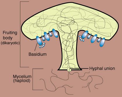 SparkNotes: Fungi: Basidiomycota: The Club Fungi