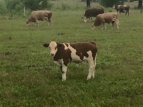 RAMSAY FARMS: Simmental Cattle