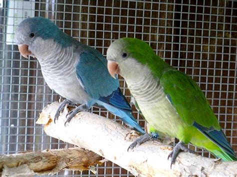 Why a Blue Quaker Parrot Would Make a Nice Addition to any Home | NM ...