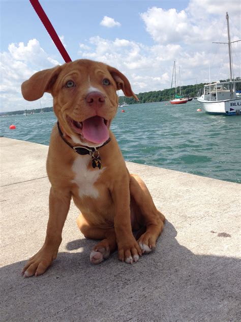 Red Nose Pitbull/lab mix Lab Pitbull Mix Puppy, Lab Puppies, Cute ...