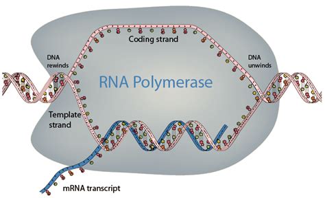 DNA to RNA Transcription