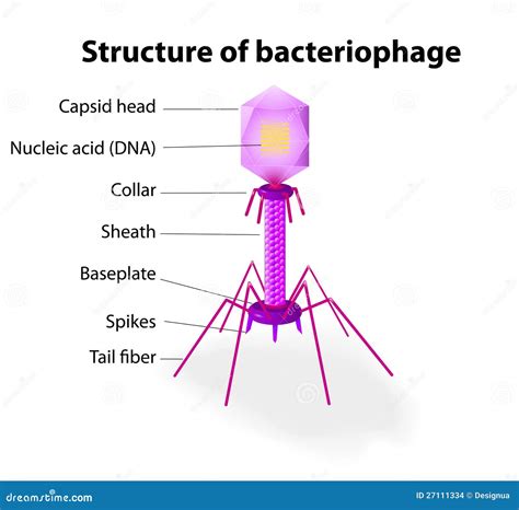 Structure of Virus Bacteriophage Stock Vector - Illustration of ...