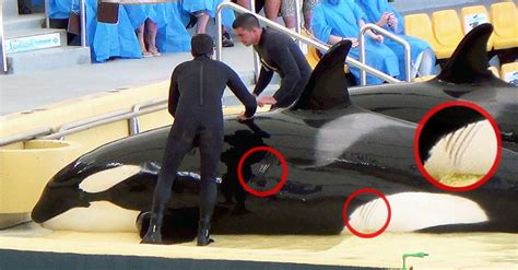 Orca Kohana Dies at Spain’s Loro Parque | SeaWorld of Hurt