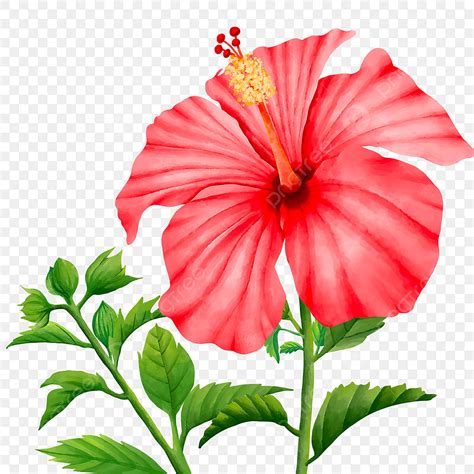 Hibiscus Leaf Clipart Printable