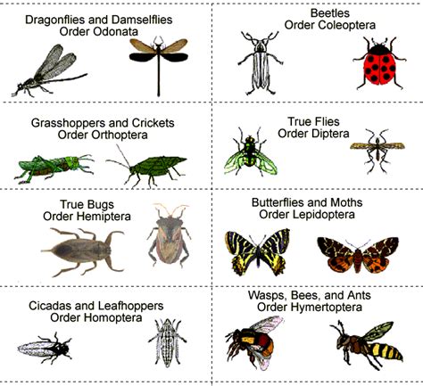 Life Cycle Of Arthropods