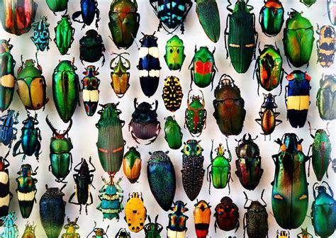 Colour Changing Insects