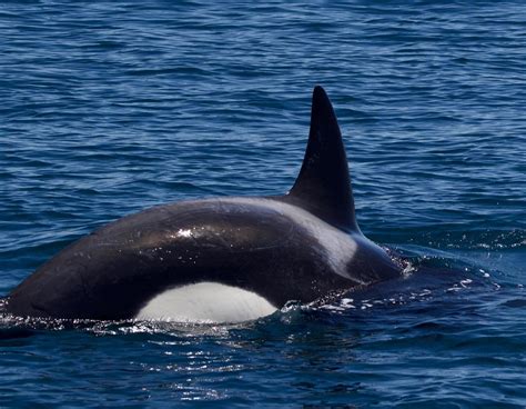 Two ORCA pods! | Santa Cruz Whale Watching | By Stagnaro Charters