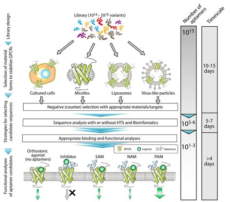 Cells | Free Full-Text | Nucleic Acid Aptamers Emerging as Modulators ...