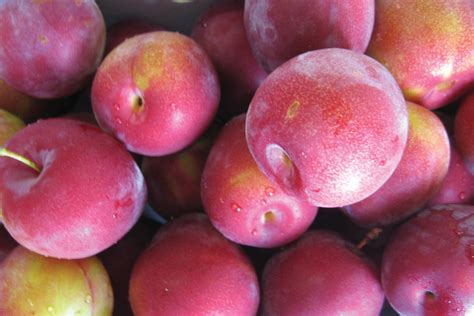 Plum Varieties are Complex and Fascinating [Slideshow] - Growing Produce