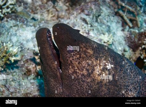 Moray eel teeth hi-res stock photography and images - Alamy