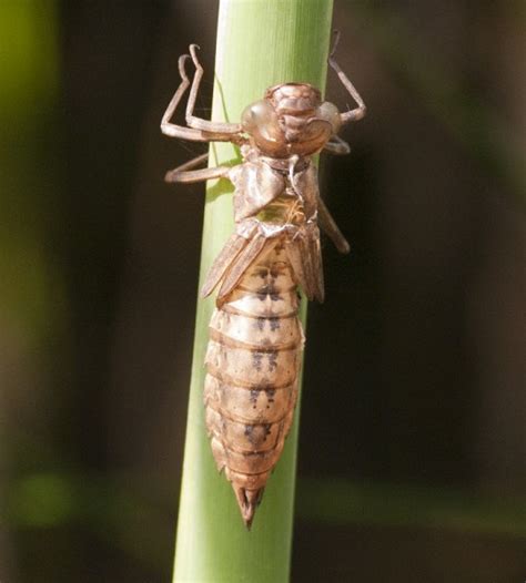 Dragonfly Nymph - Pentax User Photo Gallery