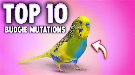 Top 10 Budgie Colors, Varieties & Mutations - YouTube