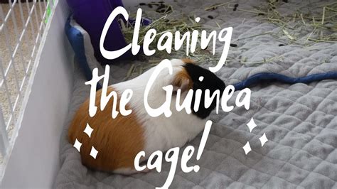 Cleaning the Guinea pig's Cage! - YouTube