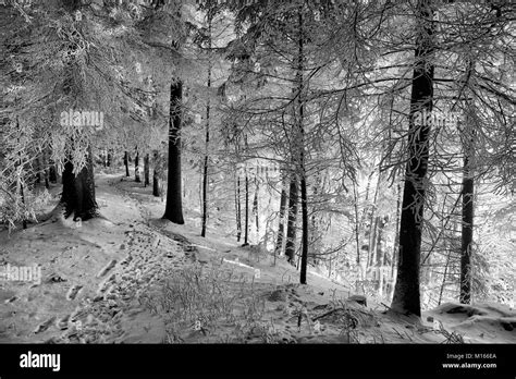 Forest during a cold winter day after snowfall in Switzerland Stock ...